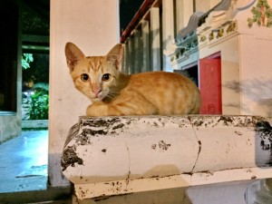 The little orange one near sala