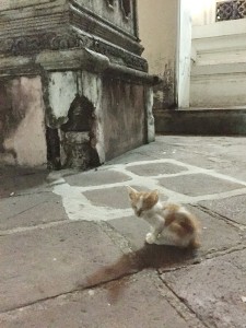 The tiniest kitty