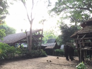 Elephant of Mon Village