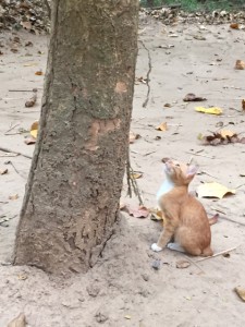 Little curious cat