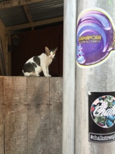 Party cat