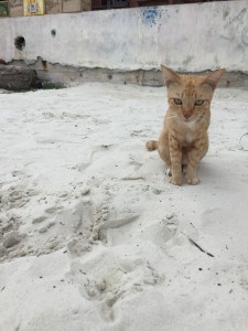 I think this cat is high