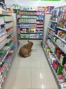 7-Eleven dog