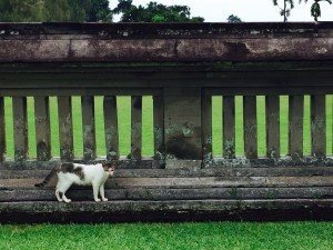 First cat spotted at a temple in Mengwi near Ubud