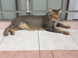 The Bicycle Hut cat #1