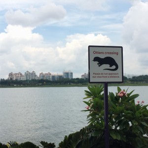 As close as I got to the otters