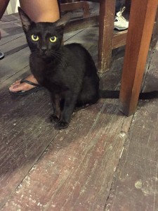 The little kitty at a super cheap food stall in Seminyak