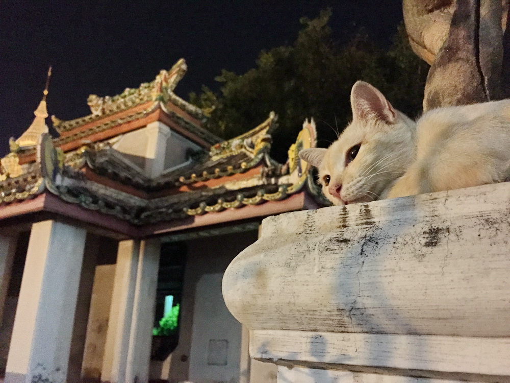 Wat Pho Cat Hunt